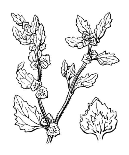 Atriplice rosa 13