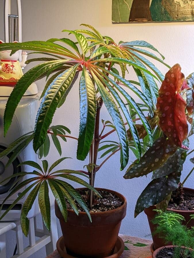 Begonia 6