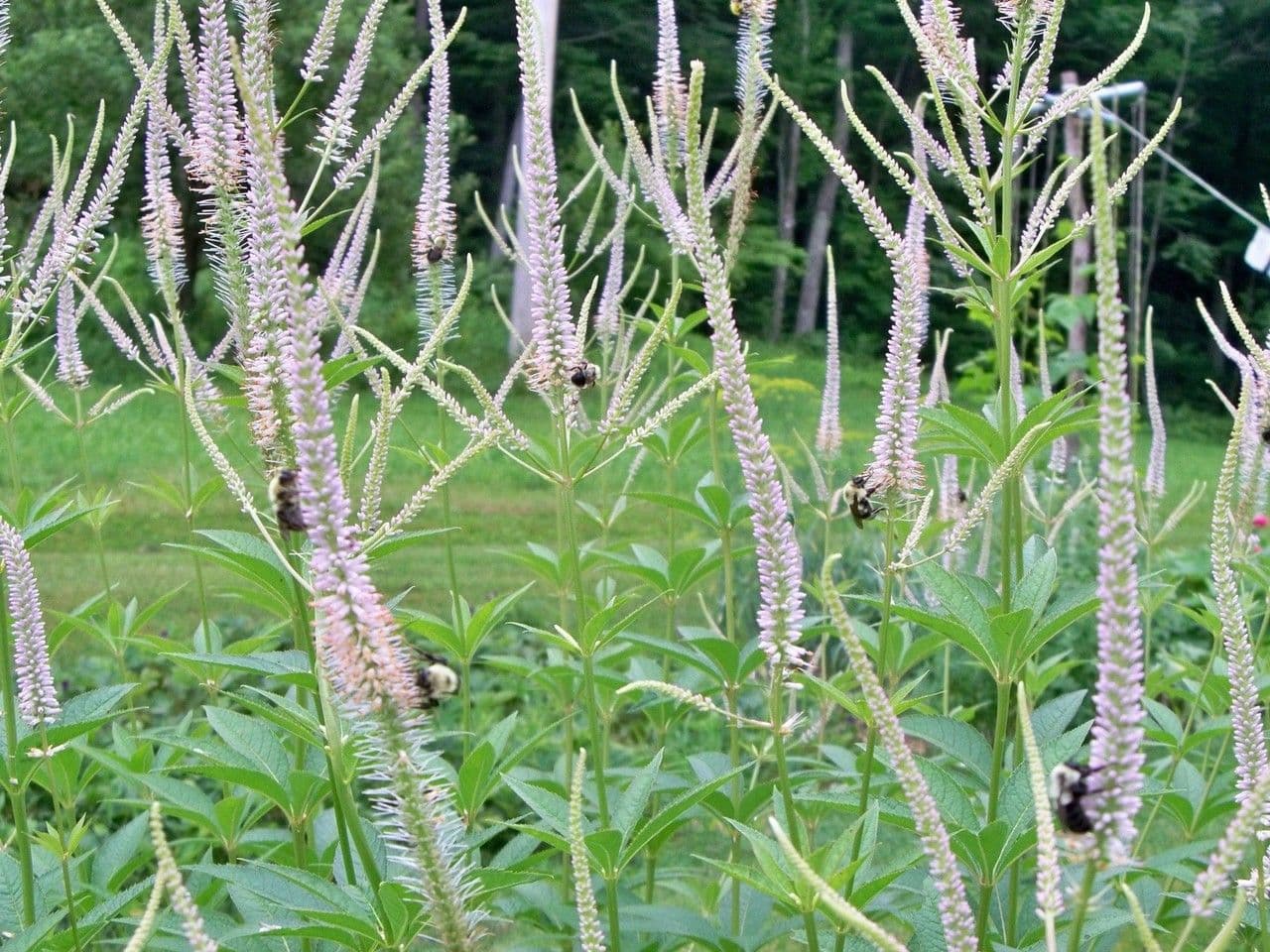 Veronica virginica 14