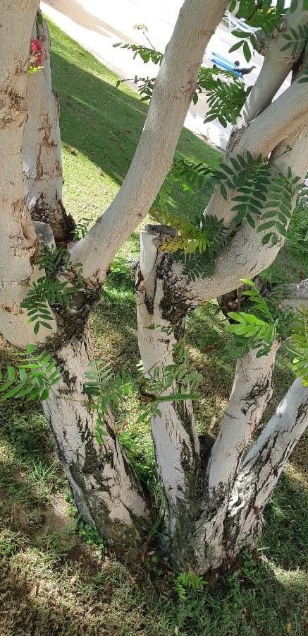 Calliandra del Suriname 22