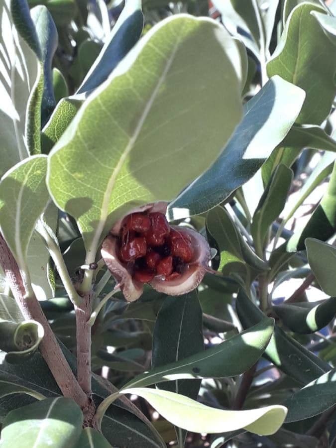 Pittosporo 3