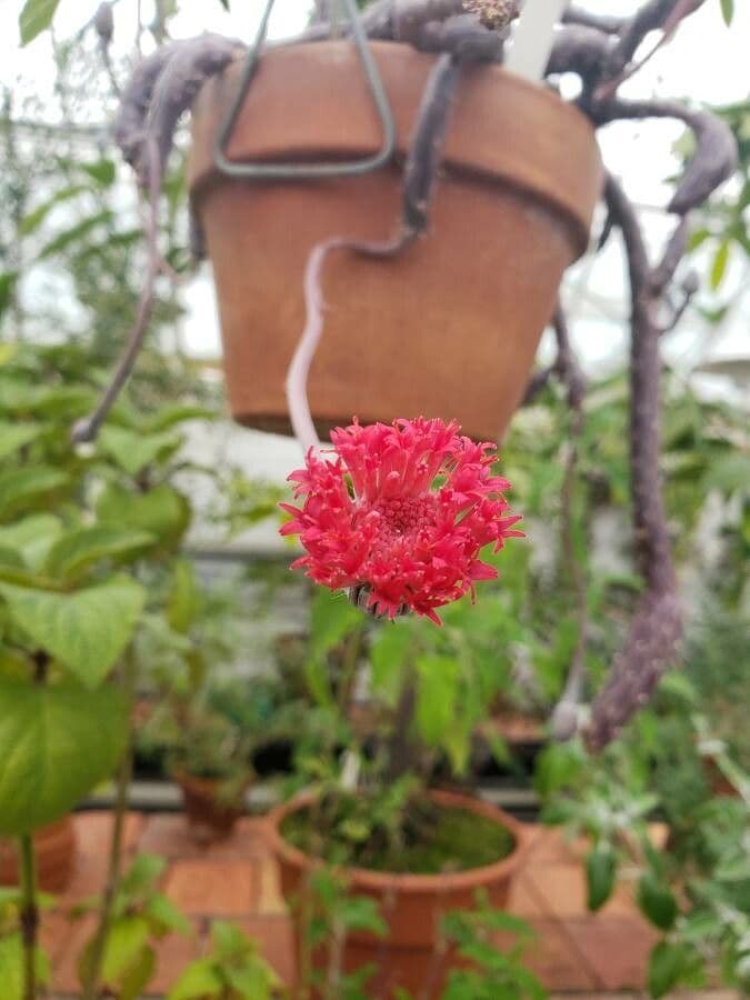 Kleinia 2