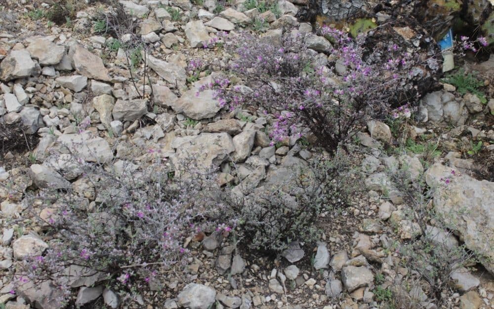 Dalea formosa 13