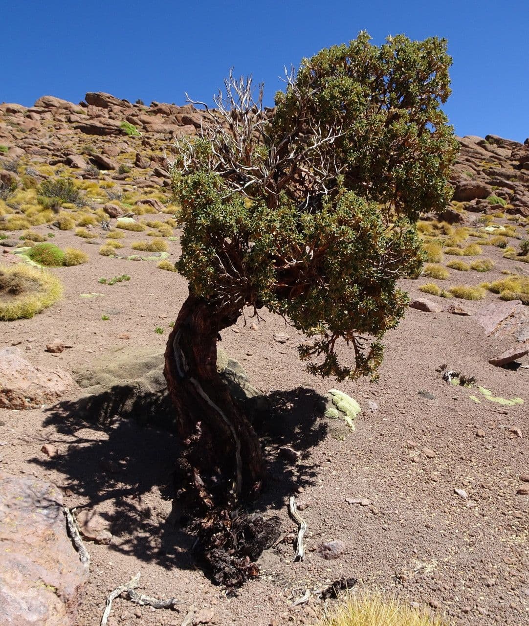 Polylepis 12