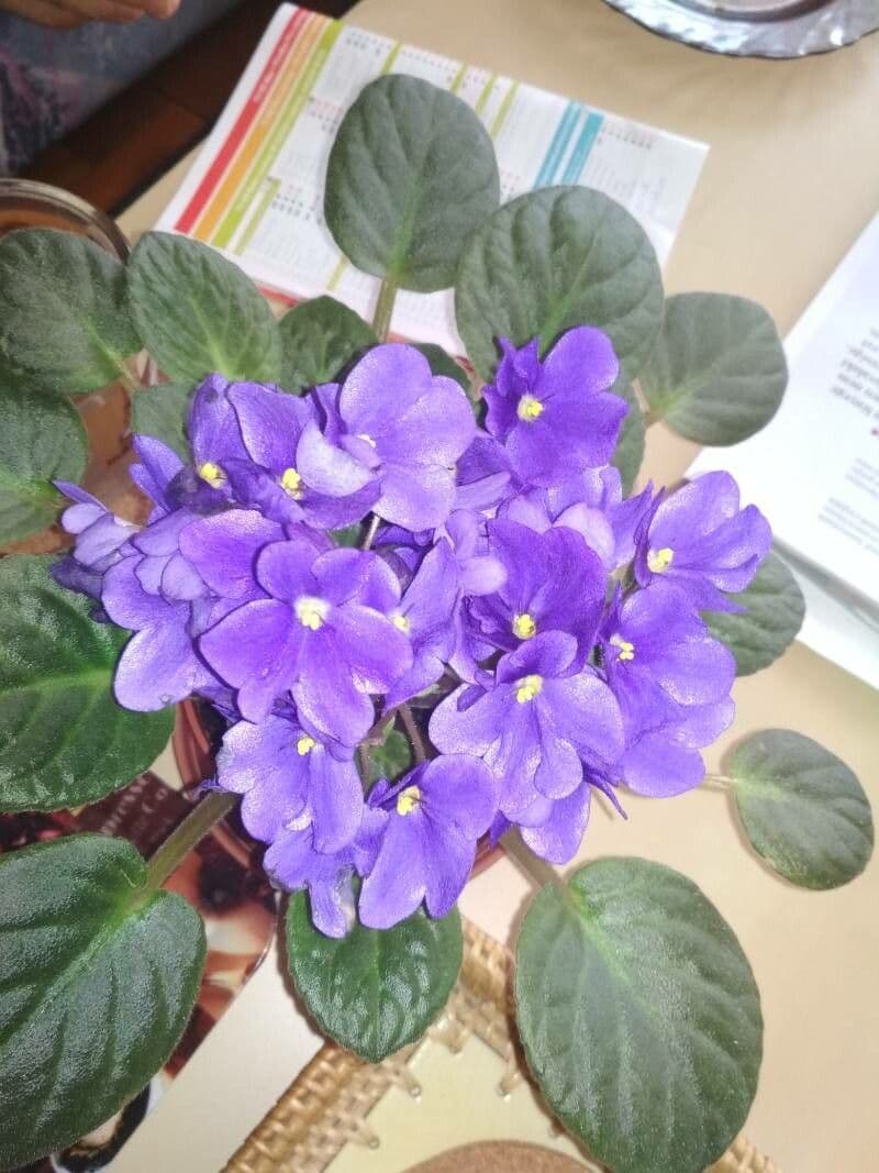 Fialka africká