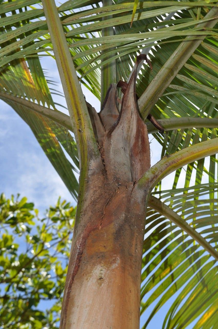 Acanthophoenix 14