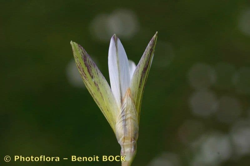 Romulea bulbocodium 2