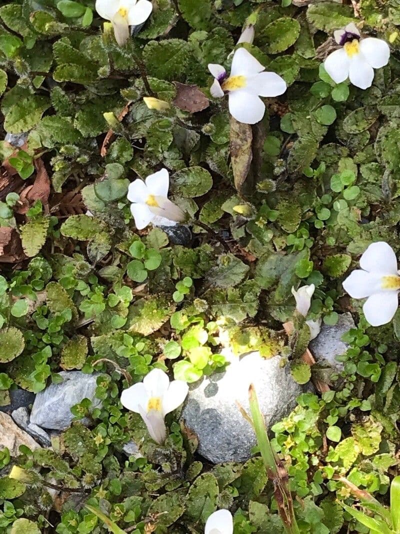 Mazus pumilus 2