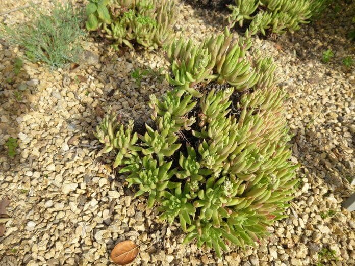 Dudleya verde 7