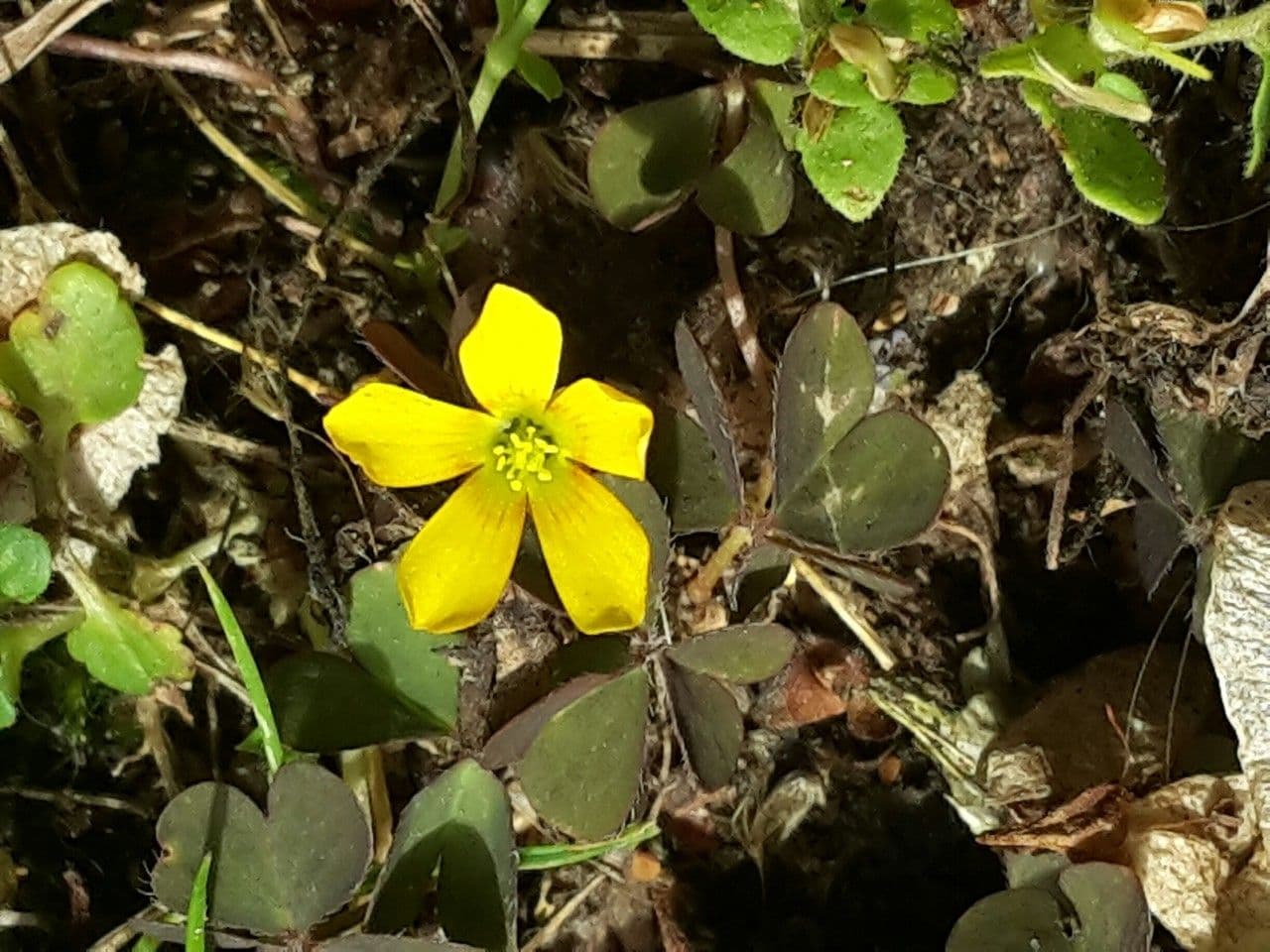 Ossalide corniculata 10