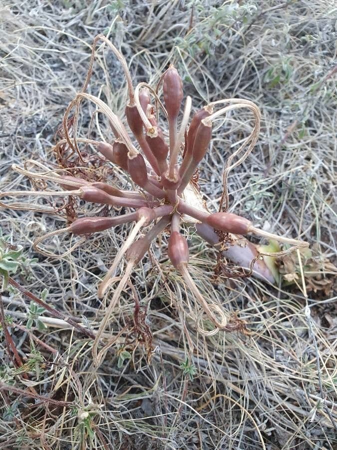 Ammocharis 2