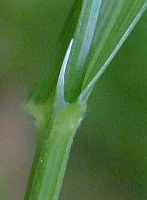 Melica uniflora 25