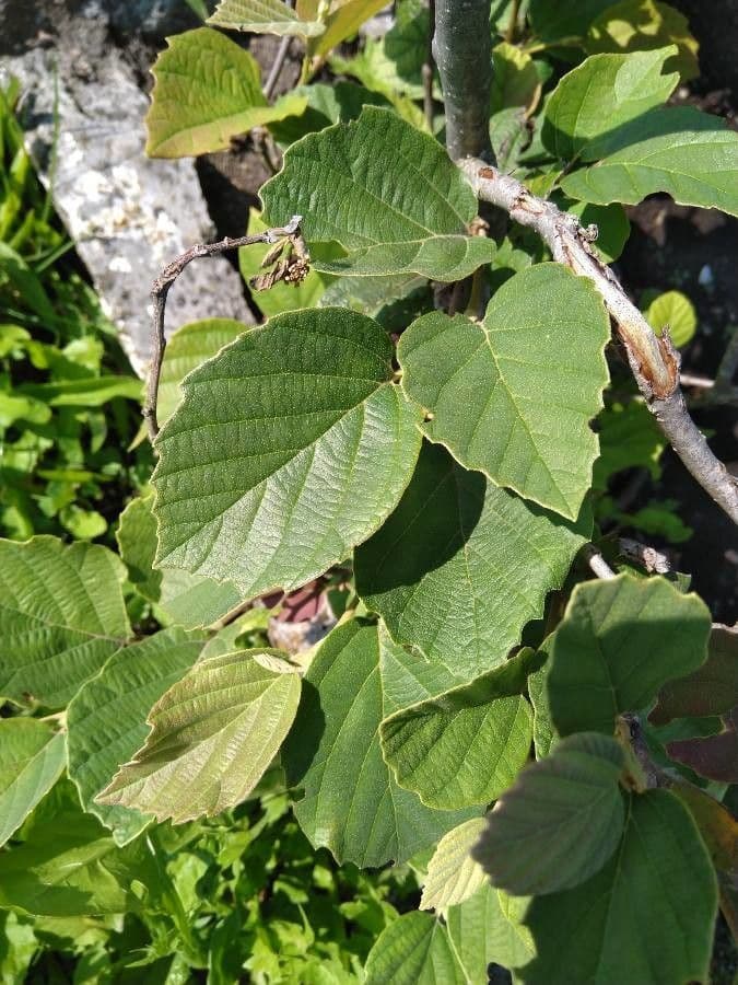 Fothergilla di Garden 16