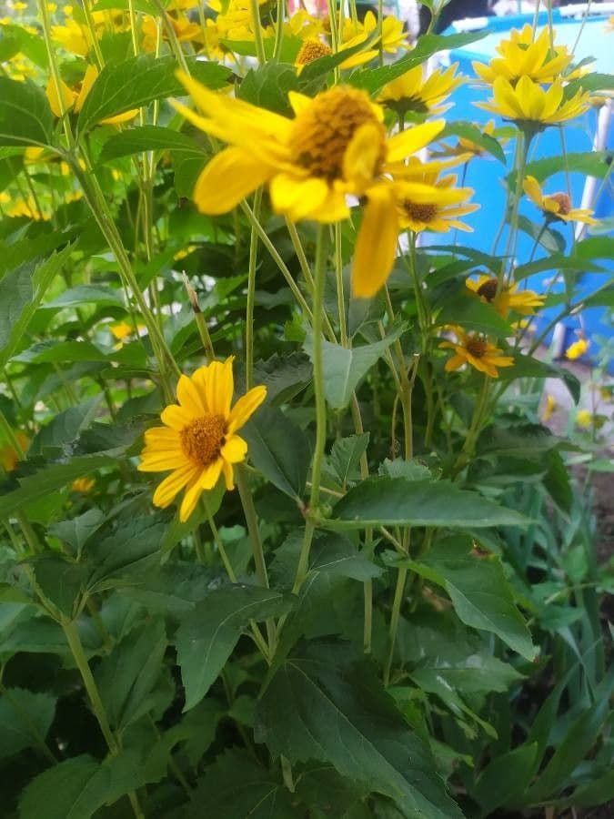 Heliopsis 5