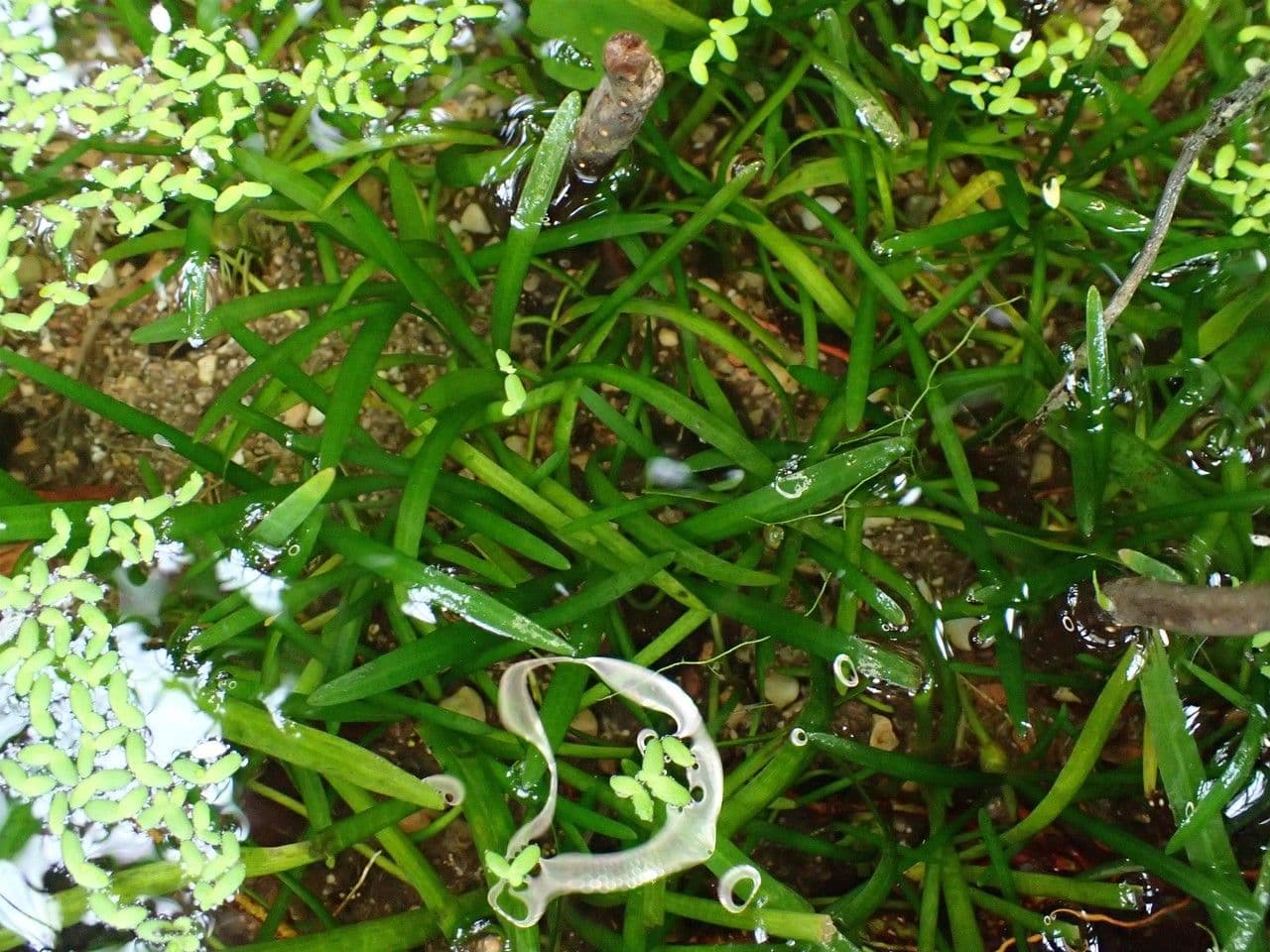 Sagittaria graminea 12