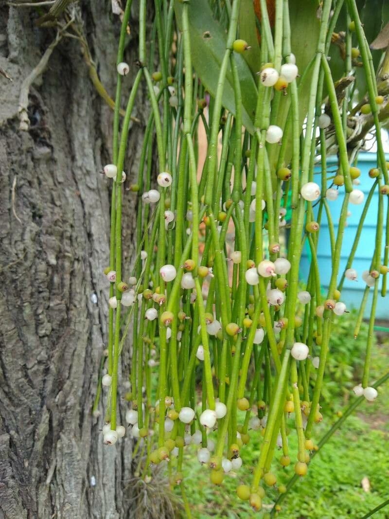 Cactus vischio