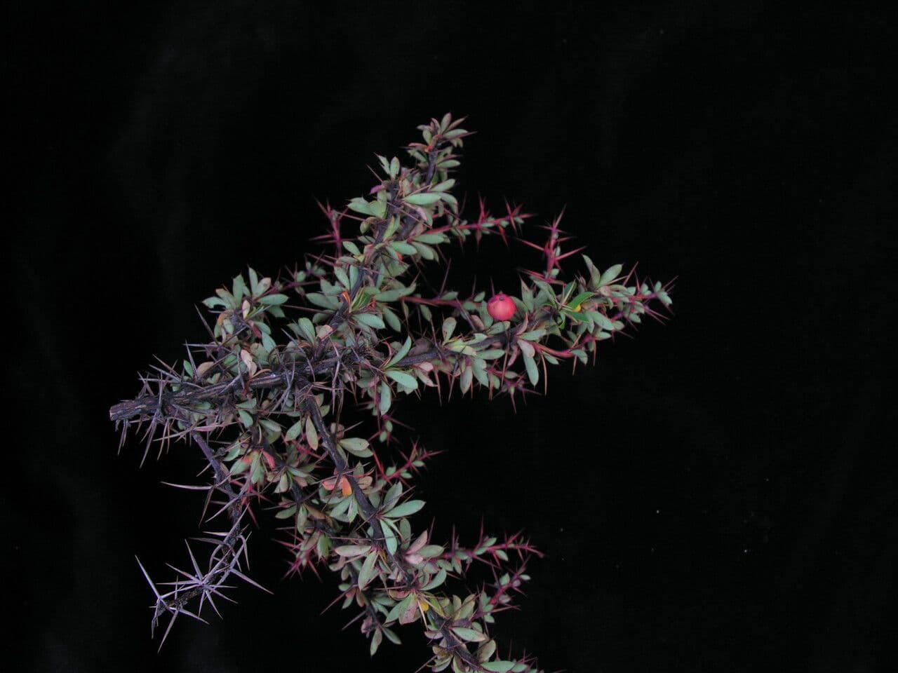Berberitze 7