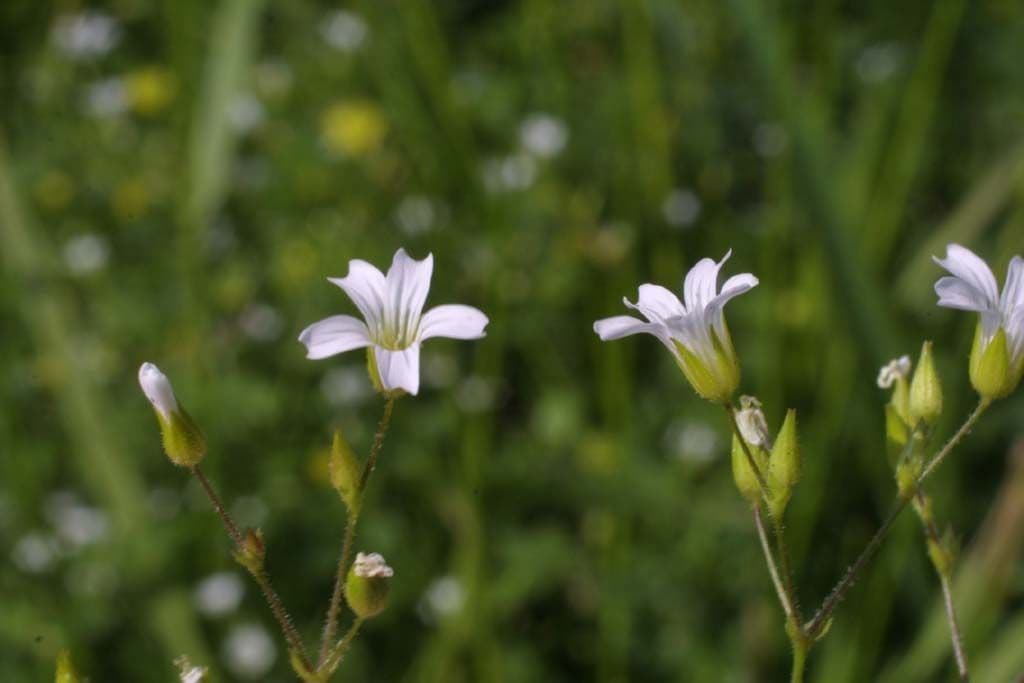 Mononeuria patula 6
