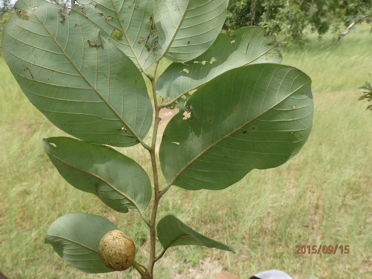 Annona senegalensis 20