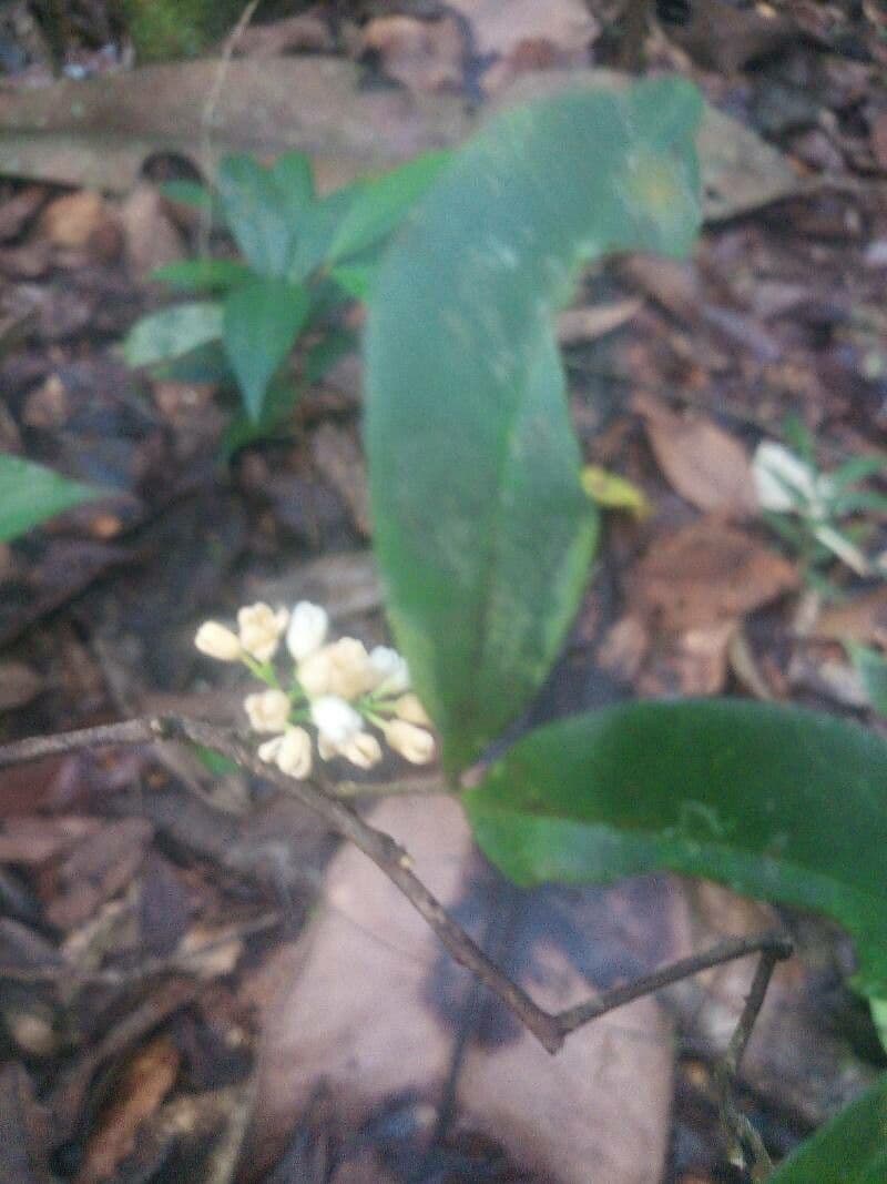 Simaba 4