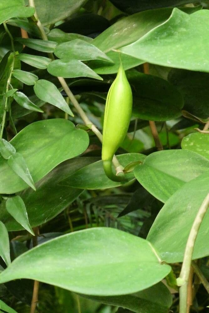 Monstera 5