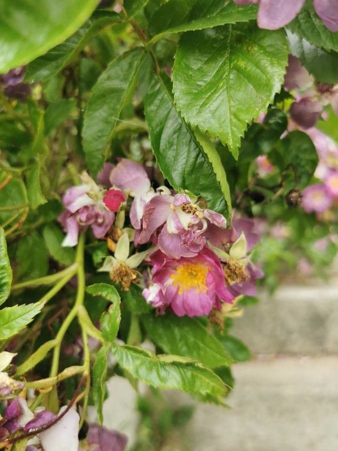 Rosa dei prati 6