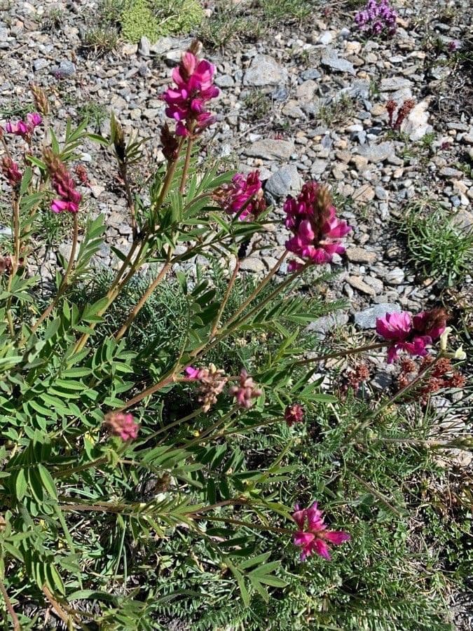 Astragalus 3