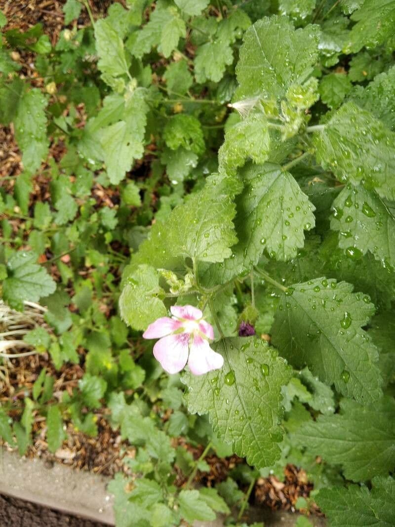 Anisodontea 2