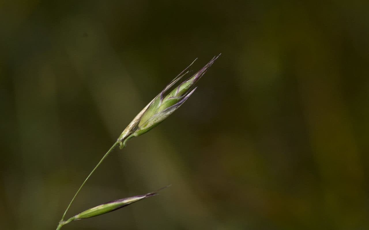 Avena della California 5