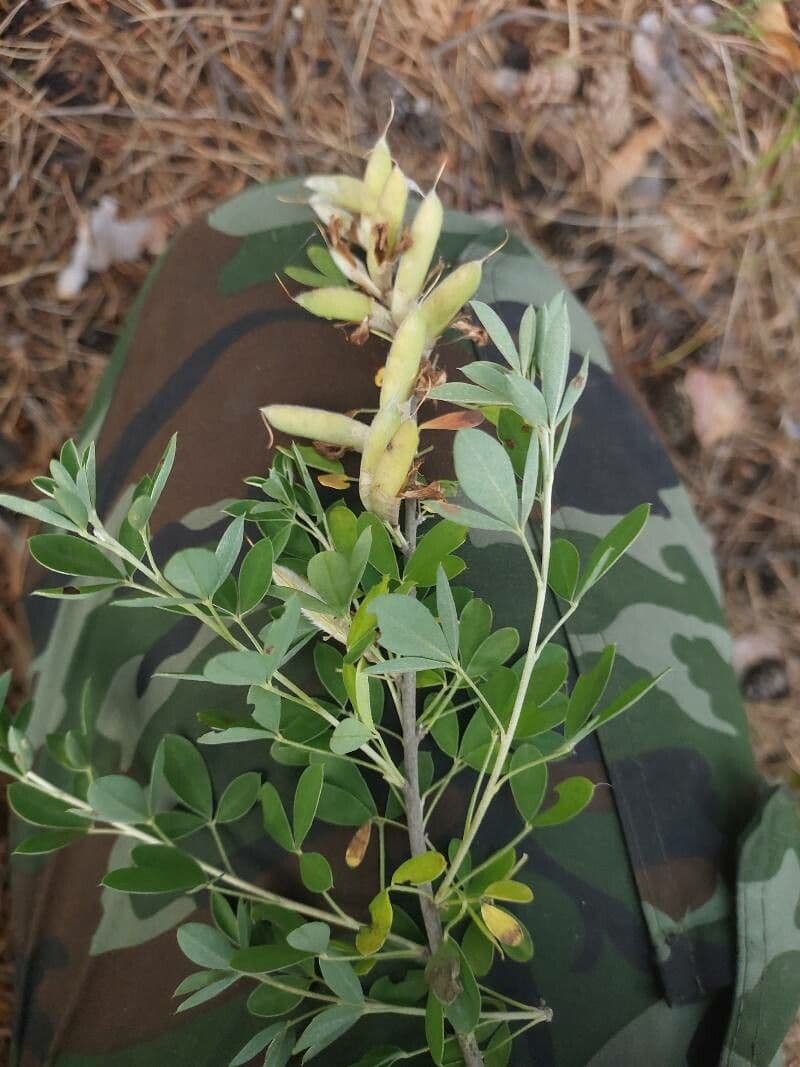 Cytisus rus