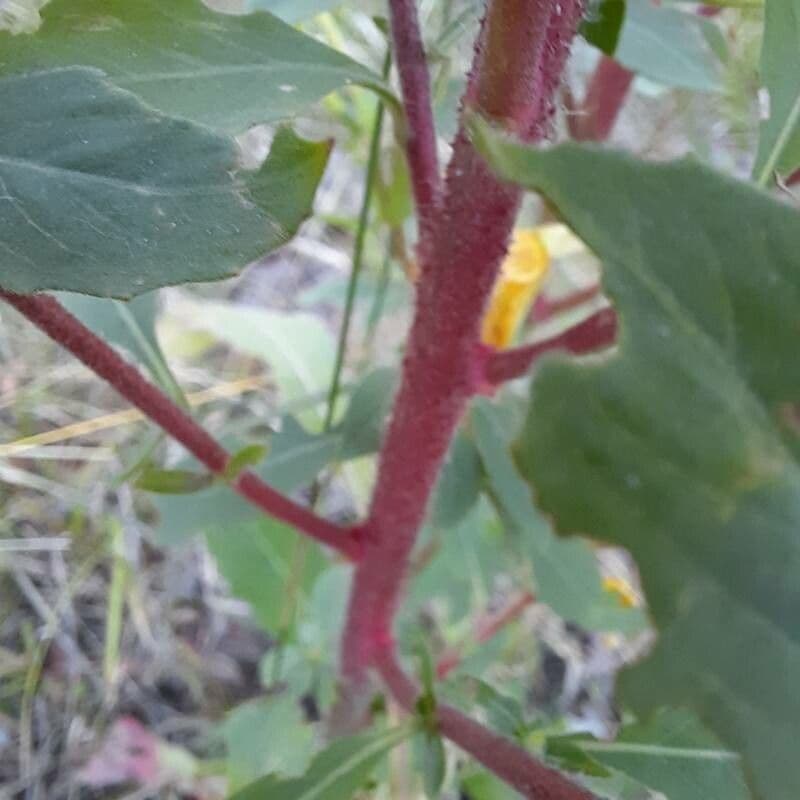 Onagra laciniata 19