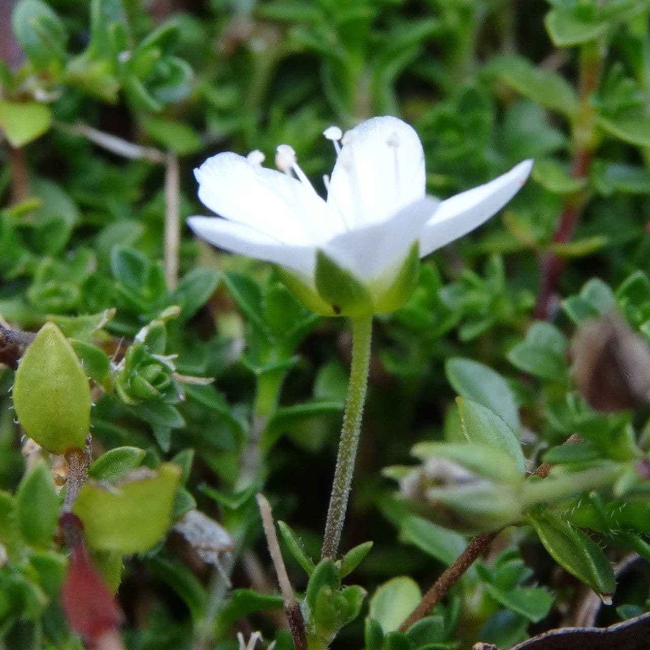 Arenaria ciliata 5