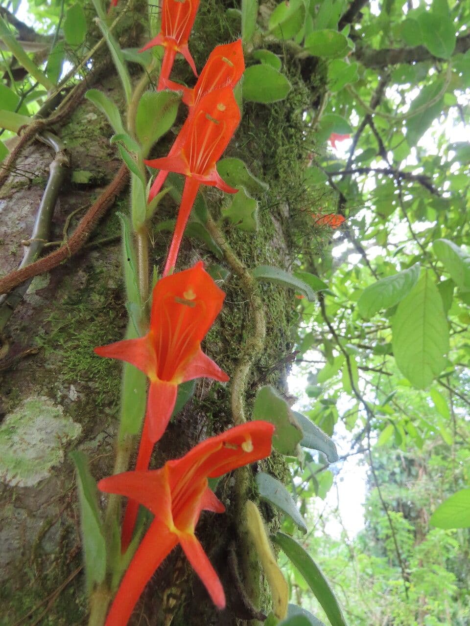 Columnea 4