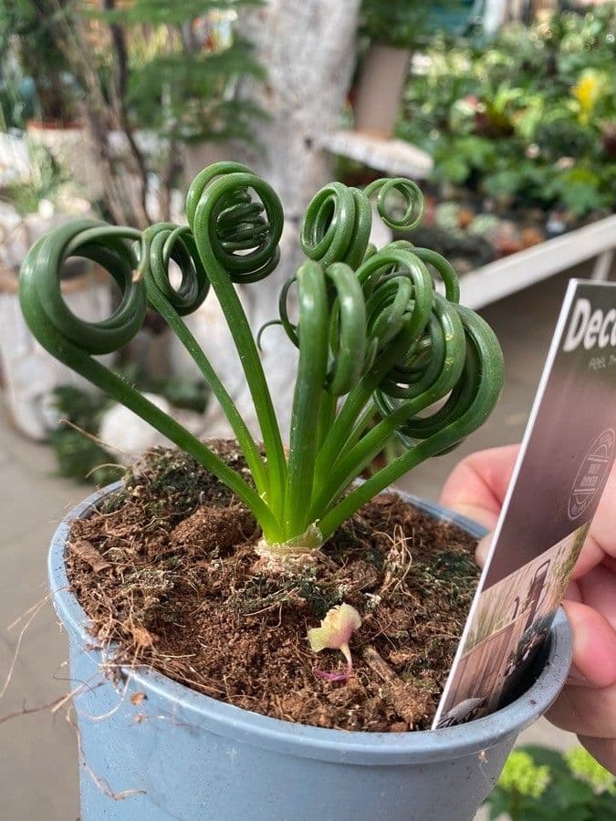 Albuca 9