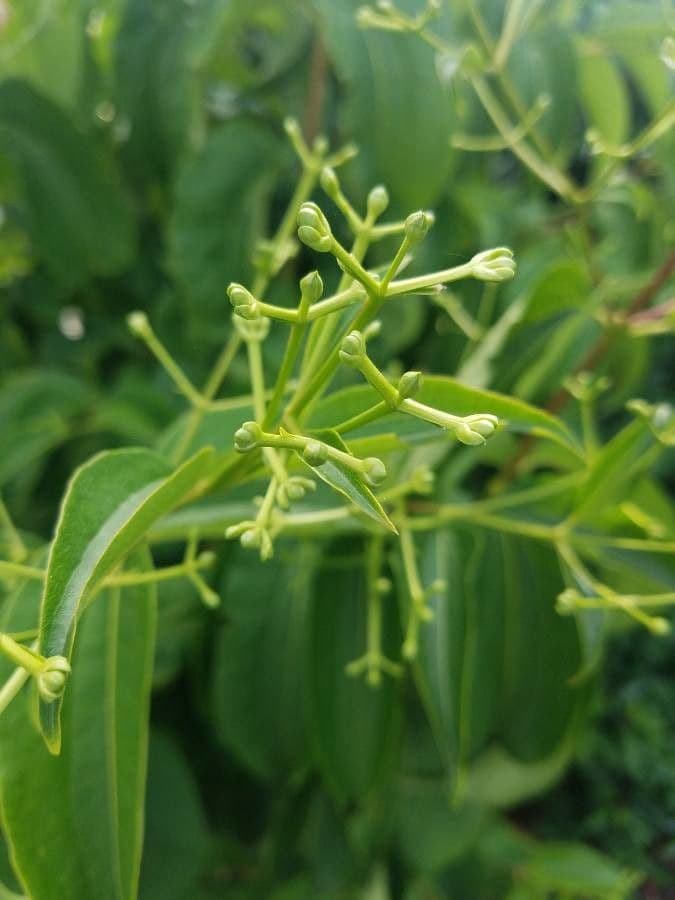 Fiore dei sette figli 4