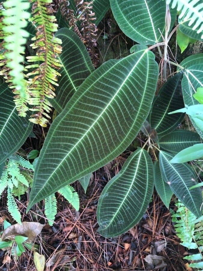 Miconia 11