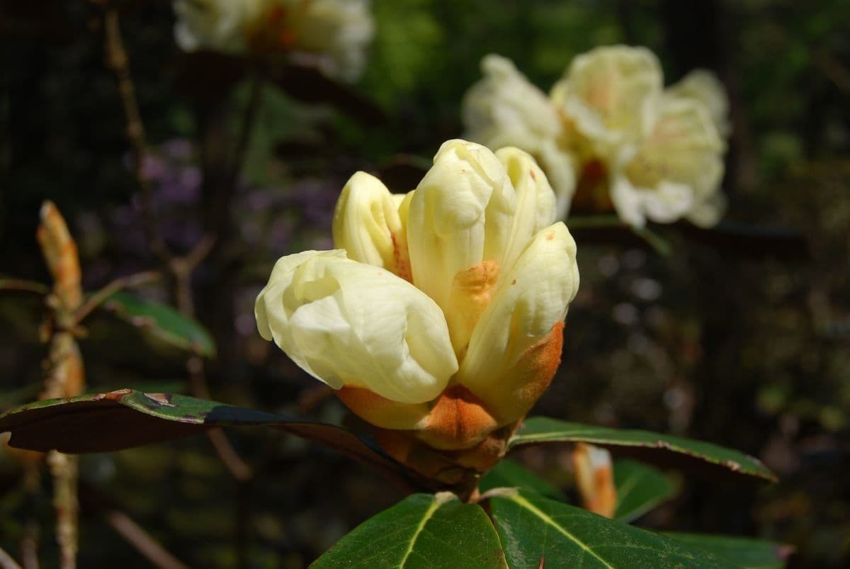 Rododendro 5