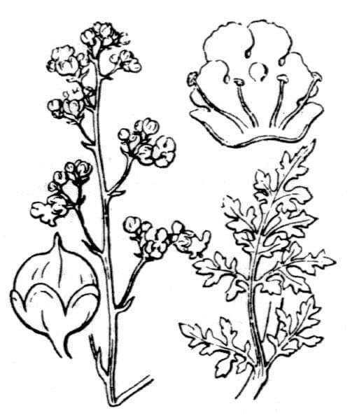 Scrofularia lucida 15