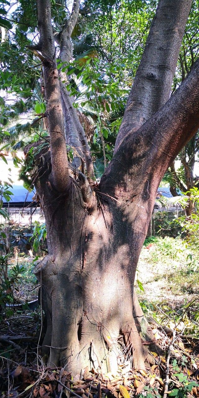 Afzelia xylocarpa 7