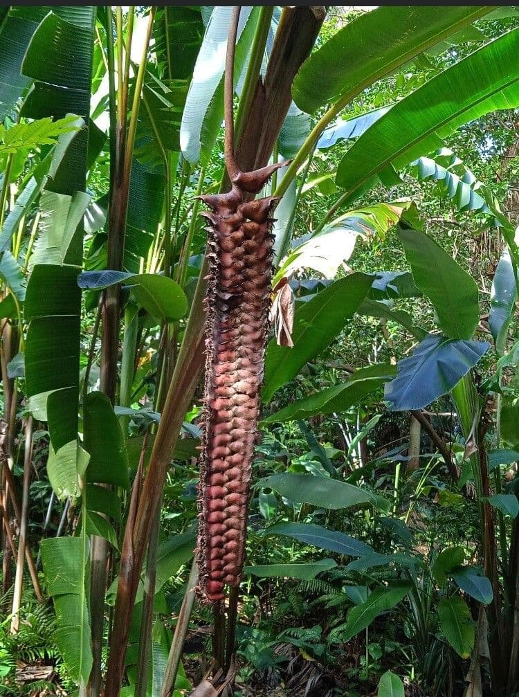 Heliconia 7