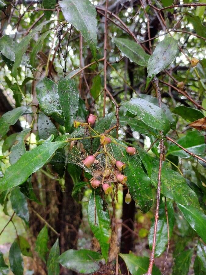 Syzygium 15