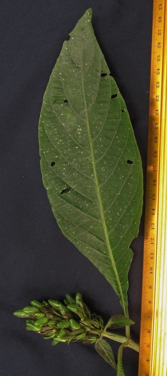 Giustizia dorata 22