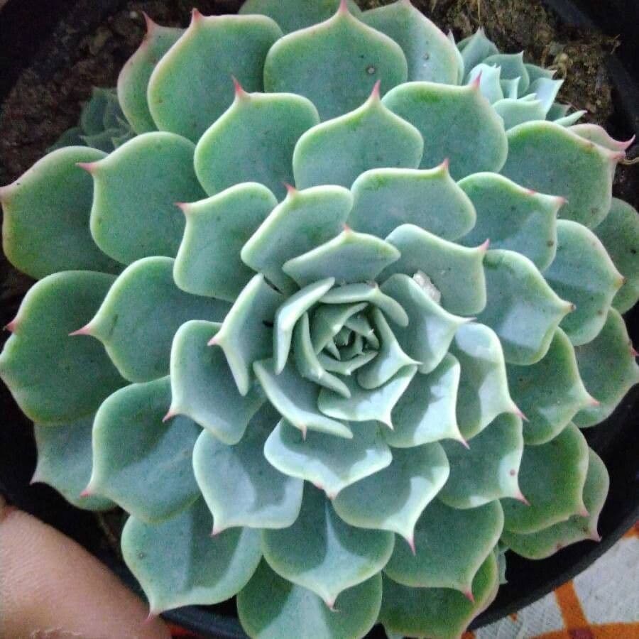 Echeveria secunda 16