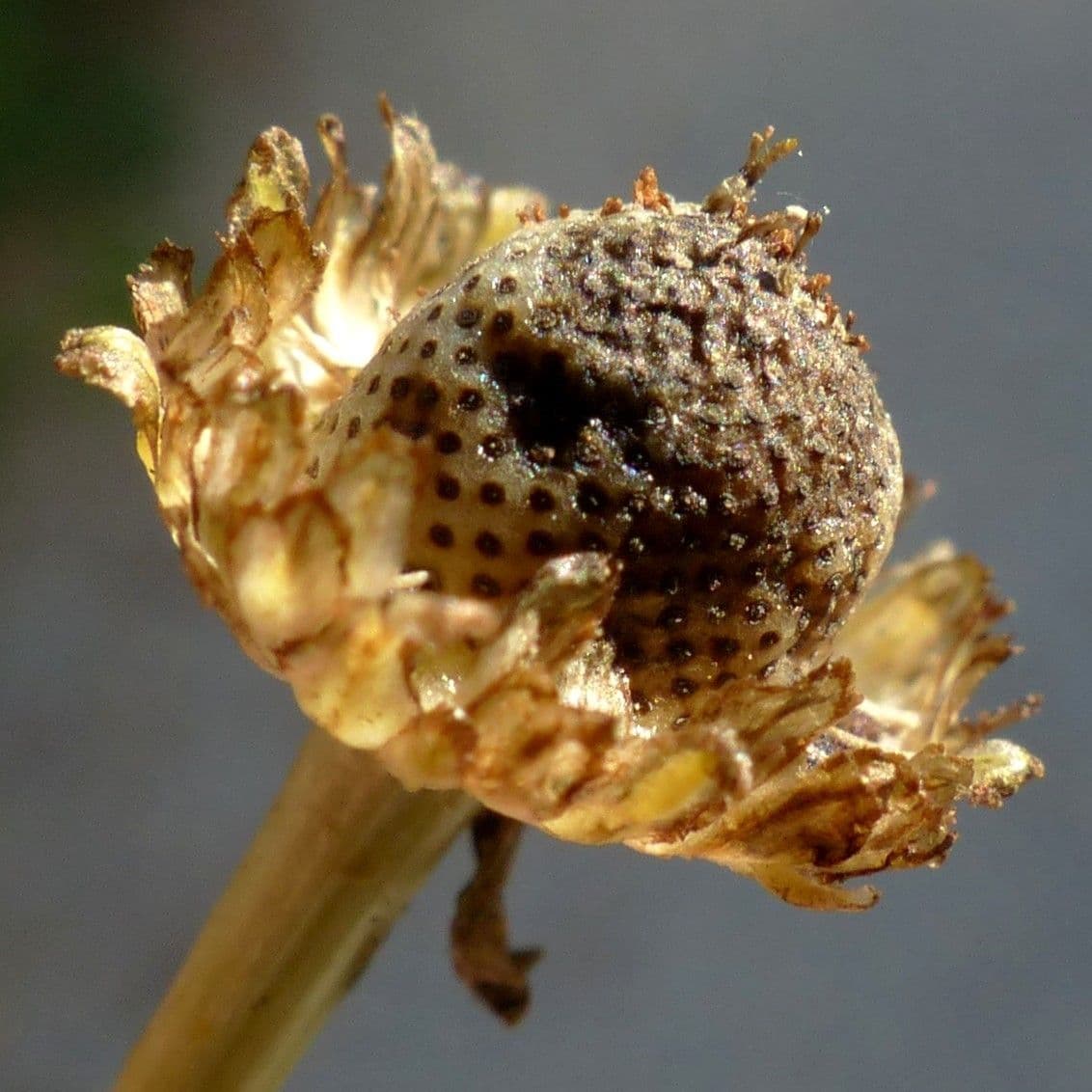 Scentless mayweed 2