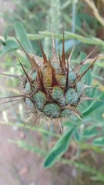 Centaurea collina 6