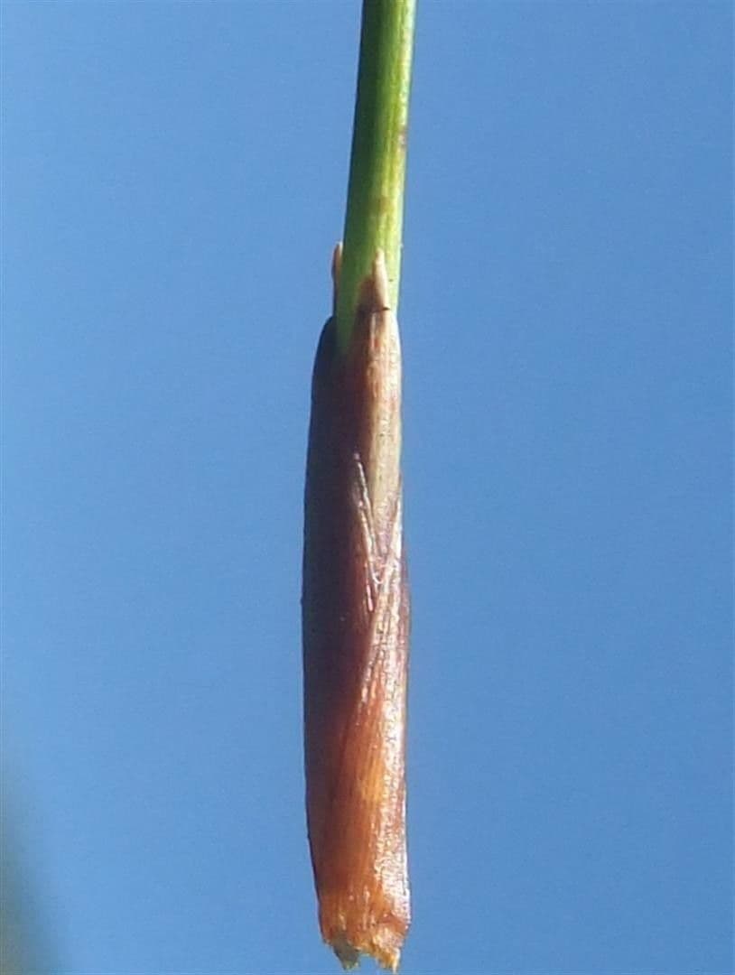 Rasenbinse 4