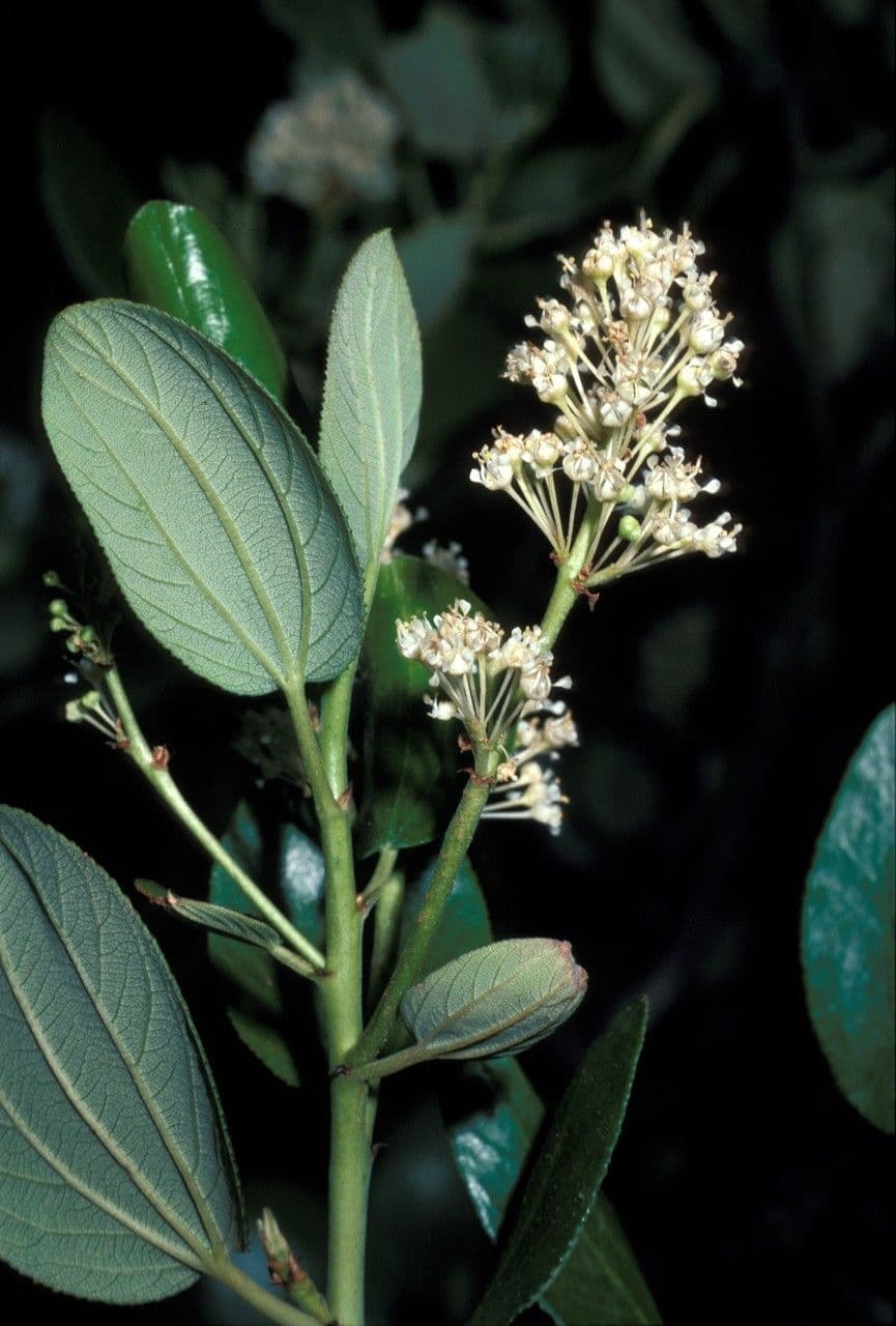 Ceanothus celokrajný 2