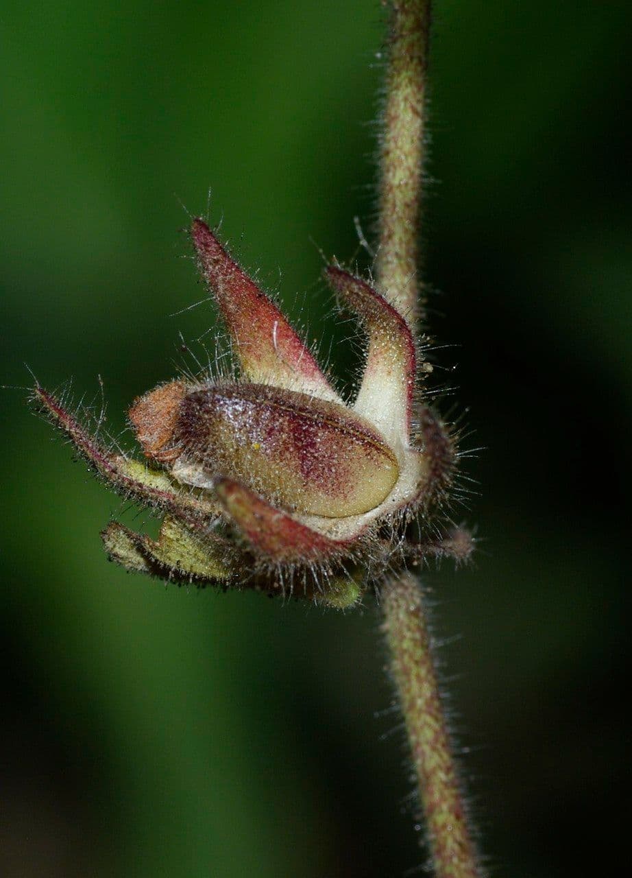 Resedella bianca