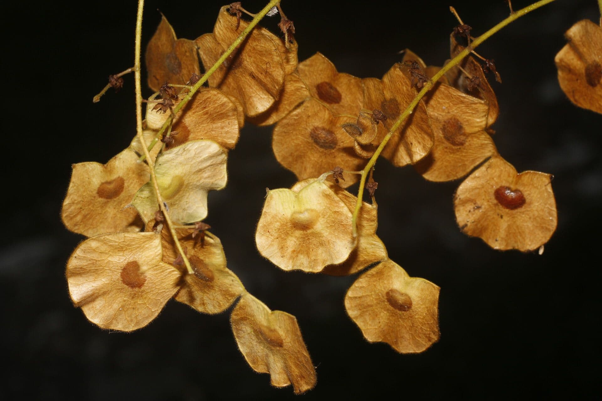 Desmodium 8