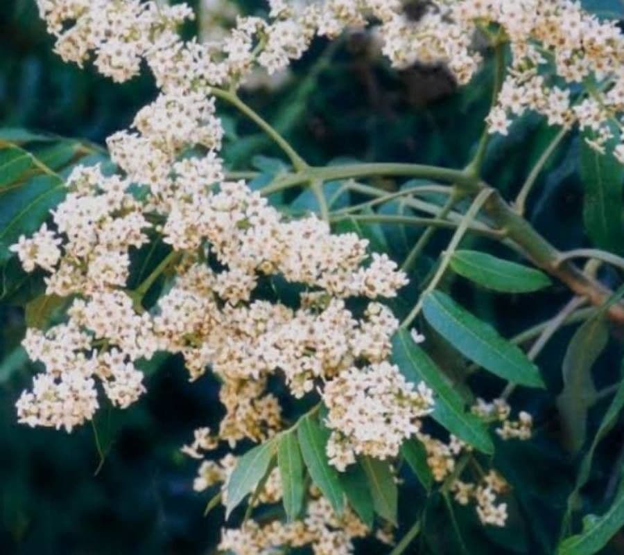 Flindersia